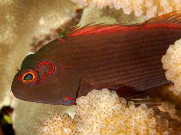 Arc-Eye Hawkfish - Paracirrhites arcatus - Big Island, Hawaii Arc-Eye Hawkfish - Paracirrhites arcatus - Big Island, Hawaii