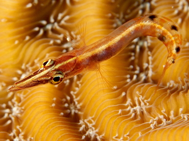 Arrow Blenny - Lucayablennius zingaro - The Exumas, Bahamas Arrow Blenny - Lucayablennius zingaro - The Exumas, Bahamas
