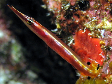 Arrow Blenny - Lucayablennius zingaro - Grand Cayman Arrow Blenny - Lucayablennius zingaro - Grand Cayman