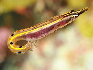 Arrow Blenny - Lucayablennius zingaro - Belize Arrow Blenny - Lucayablennius zingaro - Belize