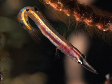 Arrow Blenny - Lucayablennius zingaro - Belize Arrow Blenny - Lucayablennius zingaro - Belize