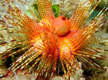 Radiant Sea Urchin - Astropyga radiata - Dumaguete, Philippines Radiant Sea Urchin - Astropyga radiata - Dumaguete, Philippines