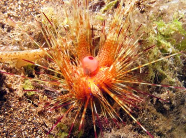 Radiant Sea Urchin - Astropyga radiata - Dumaguete, Philippines Radiant Sea Urchin - Astropyga radiata - Dumaguete, Philippines
