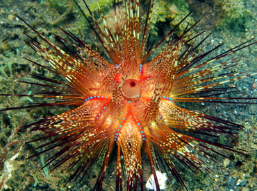 Radiant Sea Urchin - Astropyga radiata - Lembeh Strait, Indonesia Radiant Sea Urchin - Astropyga radiata - Lembeh Strait, Indonesia