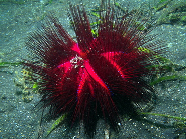 Radiant Sea Urchin - Astropyga radiata - Lembeh Strait, Indonesia Radiant Sea Urchin - Astropyga radiata - Lembeh Strait, Indonesia