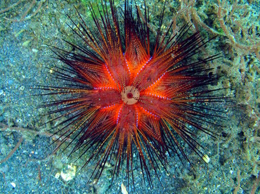 Radiant Sea Urchin - Astropyga radiata - Lembeh Strait, Indonesia Radiant Sea Urchin - Astropyga radiata - Lembeh Strait, Indonesia