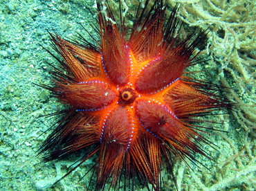 Radiant Sea Urchin - Astropyga radiata - Lembeh Strait, Indonesia Radiant Sea Urchin - Astropyga radiata - Lembeh Strait, Indonesia