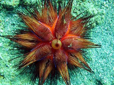 Radiant Sea Urchin - Astropyga radiata - Lembeh Strait, Indonesia Radiant Sea Urchin - Astropyga radiata - Lembeh Strait, Indonesia