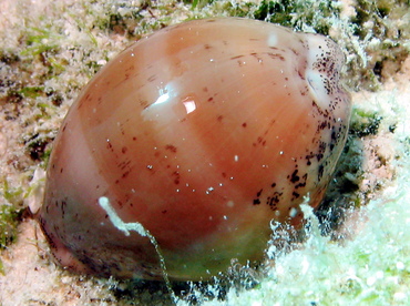 Atlantic Gray Cowry - Cypraea cinerea - Nassau, Bahamas Atlantic Gray Cowry - Cypraea cinerea - Nassau, Bahamas