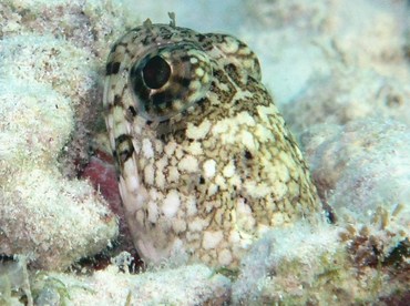 Banded Jawfish - Opistognathus macrognathus - Grand Cayman