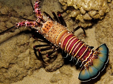 Banded Spiny Lobster - Panulirus marginatus - Maui, Hawaii Banded Spiny Lobster - Panulirus marginatus - Maui, Hawaii