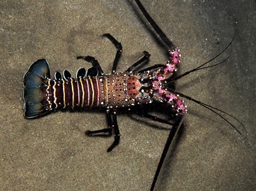 Banded Spiny Lobster - Panulirus marginatus - Maui, Hawaii Banded Spiny Lobster - Panulirus marginatus - Maui, Hawaii