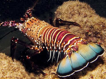 Banded Spiny Lobster - Panulirus marginatus - Maui, Hawaii Banded Spiny Lobster - Panulirus marginatus - Maui, Hawaii