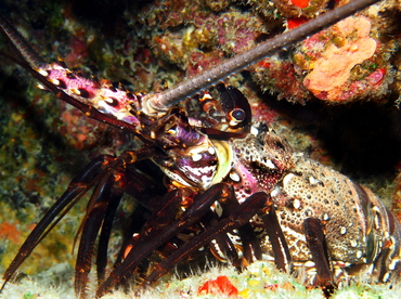 Banded Spiny Lobster - Panulirus marginatus - Big Island, Hawaii Banded Spiny Lobster - Panulirus marginatus - Big Island, Hawaii