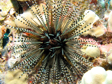 Banded Urchin - Echinothrix calamaris - Big Island, Hawaii Banded Urchin - Echinothrix calamaris - Big Island, Hawaii