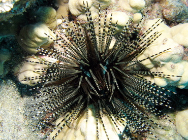 Banded Urchin - Echinothrix calamaris - Big Island, Hawaii Banded Urchin - Echinothrix calamaris - Big Island, Hawaii