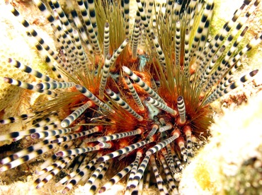 Banded Urchin - Echinothrix calamaris - Maui, Hawaii Banded Urchin - Echinothrix calamaris - Maui, Hawaii