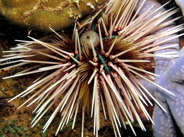 Banded Urchin - Echinothrix calamaris - Dumaguete, Philippines Banded Urchin - Echinothrix calamaris - Dumaguete, Philippines