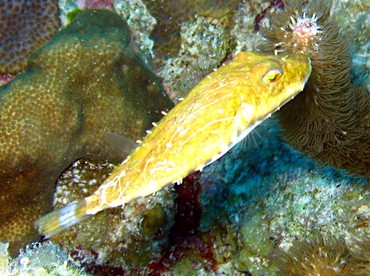 Bandtail Puffer - Sphoeroides spengleri - Belize Bandtail Puffer - Sphoeroides spengleri - Belize