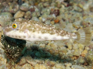 Bandtail Puffer - Sphoeroides spengleri - Cozumel, Mexico Bandtail Puffer - Sphoeroides spengleri - Cozumel, Mexico