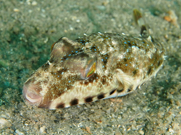 Bandtail Puffer - Sphoeroides spengleri - Blue Heron Bridge, Florida Bandtail Puffer - Sphoeroides spengleri - Blue Heron Bridge, Florida