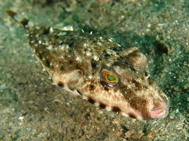 Bandtail Puffer - Sphoeroides spengleri - Blue Heron Bridge, Florida Bandtail Puffer - Sphoeroides spengleri - Blue Heron Bridge, Florida