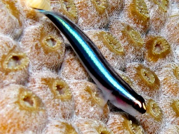 Barsnout Goby - Elacatinus illecebrosus - Cozumel, Mexico Barsnout Goby - Elacatinus illecebrosus - Cozumel, Mexico