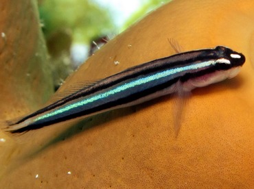 Barsnout Goby - Elacatinus illecebrosus - Cozumel, Mexico Barsnout Goby - Elacatinus illecebrosus - Cozumel, Mexico
