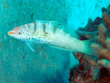 Batu coris - Coris batuensis - Great Barrier Reef, Australia