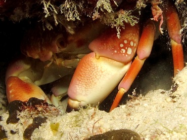 Batwing Coral Crab - Carpilius corallinus - Bonaire Batwing Coral Crab - Carpilius corallinus - Bonaire