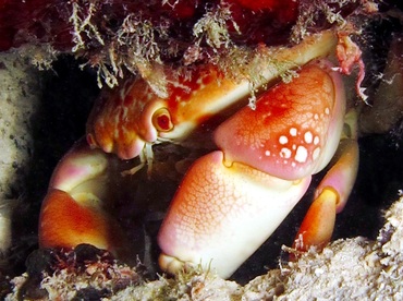 Batwing Coral Crab - Carpilius corallinus - Bonaire Batwing Coral Crab - Carpilius corallinus - Bonaire