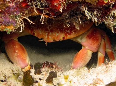 Batwing Coral Crab - Carpilius corallinus - Bonaire Batwing Coral Crab - Carpilius corallinus - Bonaire