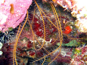 Beaded Crinoid - Davidaster discoidea - Nassau, Bahamas Beaded Crinoid - Davidaster discoidea - Nassau, Bahamas