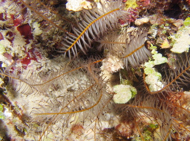Beaded Crinoid - Davidaster discoidea - Turks and Caicos Beaded Crinoid - Davidaster discoidea - Turks and Caicos