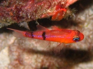Belted cardinalfish - Apogon townsendi - Bonaire
