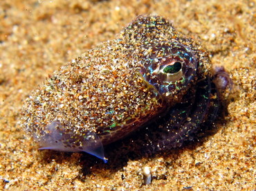 Berry's Bobtail Squid - Euprymna berryi - Dumaguete, Philippines