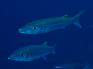 Bigeye Barracuda - Sphyraena forsteri - Palau