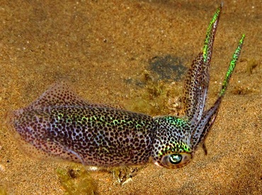 Bigfin Reef Squid - Sepioteuthis lessoniana - Dumaguete, Philippines Bigfin Reef Squid - Sepioteuthis lessoniana - Dumaguete, Philippines