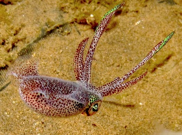 Bigfin Reef Squid - Sepioteuthis lessoniana - Dumaguete, Philippines Bigfin Reef Squid - Sepioteuthis lessoniana - Dumaguete, Philippines