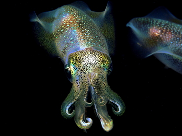 Bigfin Reef Squid - Sepioteuthis lessoniana - Anilao, Philippines Bigfin Reef Squid - Sepioteuthis lessoniana - Anilao, Philippines