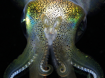 Bigfin Reef Squid - Sepioteuthis lessoniana - Anilao, Philippines Bigfin Reef Squid - Sepioteuthis lessoniana - Anilao, Philippines