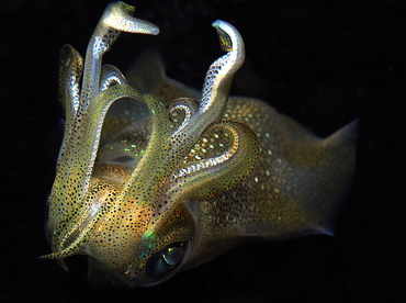 Bigfin Reef Squid - Sepioteuthis lessoniana - Anilao, Philippines Bigfin Reef Squid - Sepioteuthis lessoniana - Anilao, Philippines