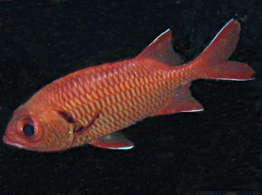 Bigscale Soldierfish - Myripristis berndti - Big Island, Hawaii Bigscale Soldierfish - Myripristis berndti - Big Island, Hawaii