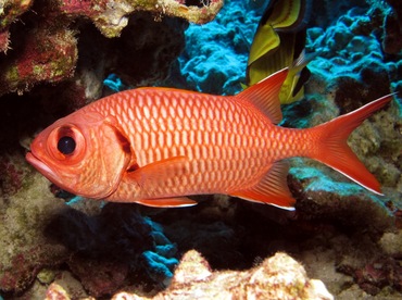 Bigscale Soldierfish - Myripristis berndti - Maui, Hawaii Bigscale Soldierfish - Myripristis berndti - Maui, Hawaii