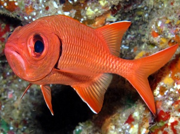 Bigscale Soldierfish - Myripristis berndti - Lanai, Hawaii Bigscale Soldierfish - Myripristis berndti - Lanai, Hawaii