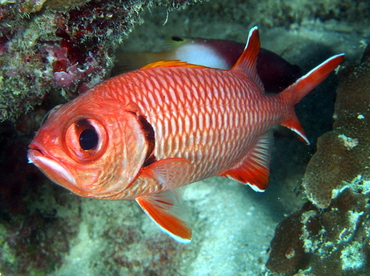 Bigscale Soldierfish - Myripristis berndti - Fiji Bigscale Soldierfish - Myripristis berndti - Fiji