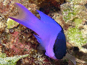 Blackcap Basslet - Gramma melacara - Nassau, Bahamas Blackcap Basslet - Gramma melacara - Nassau, Bahamas