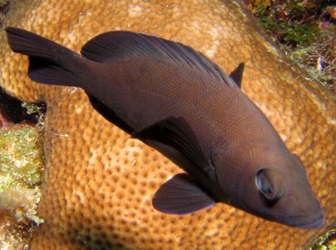 Black Hamlet - Hypoplectrus nigricans - Bonaire Black Hamlet - Hypoplectrus nigricans - Bonaire
