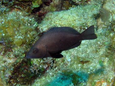 Black Hamlet - Hypoplectrus nigricans - Bonaire Black Hamlet - Hypoplectrus nigricans - Bonaire