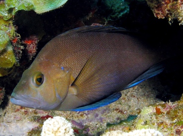 Black Hamlet - Hypoplectrus nigricans - St Thomas, USVI Black Hamlet - Hypoplectrus nigricans - St Thomas, USVI